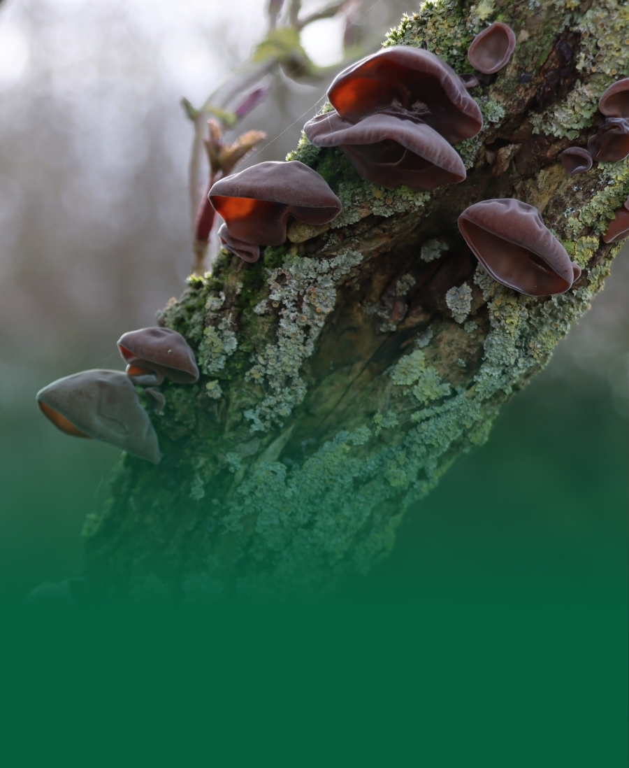 Jelly Ear Fungus, Auricularia auricula-judae